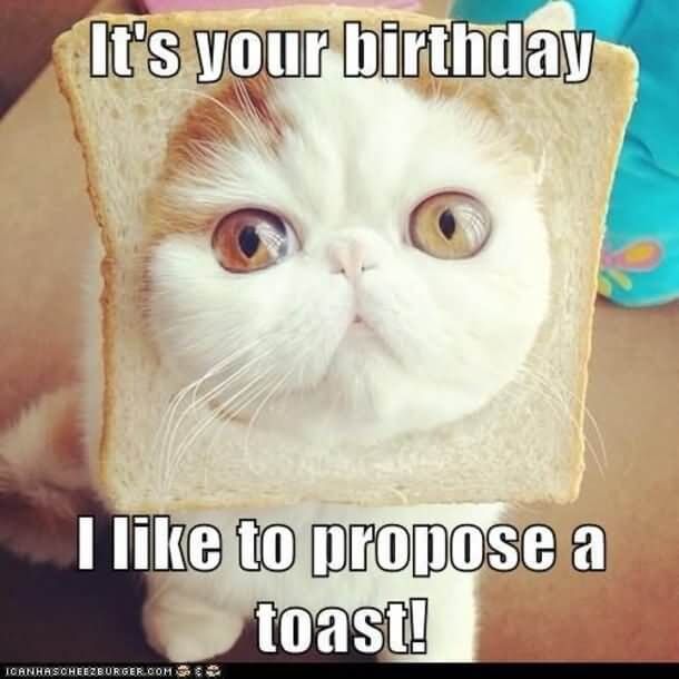 bday cat toast.jpg