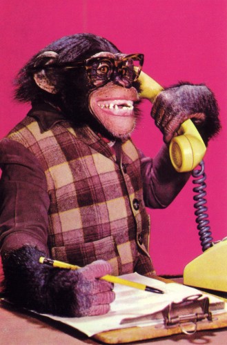 business-chimp.jpg