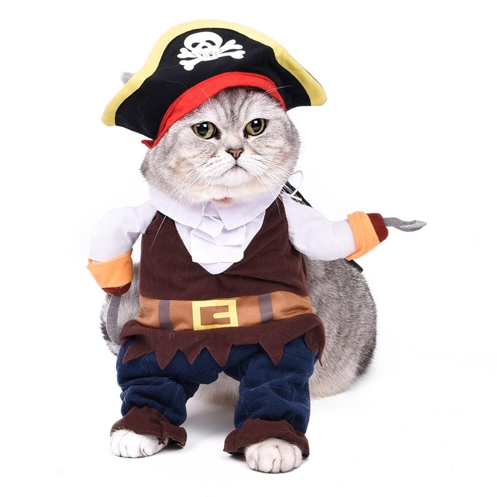 cat pirate.jpg