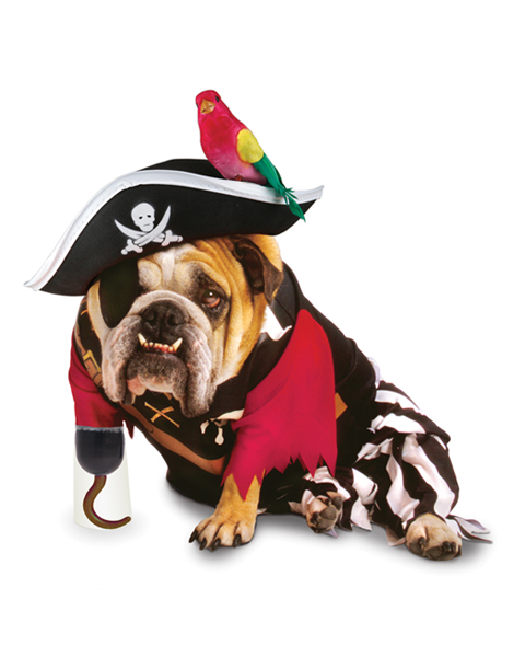 dog pirate.jpg