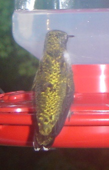 hummingbird3.jpg