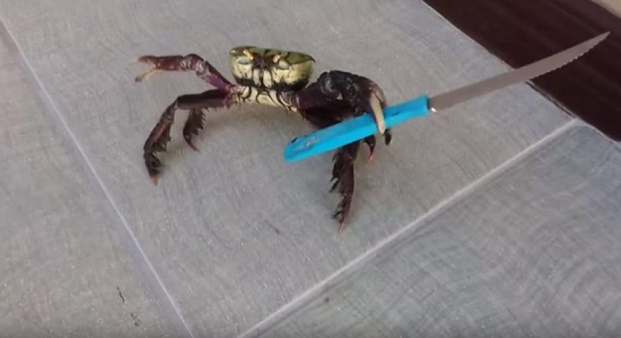 outdoorhub-video-this-knife-carrying-crab-wont-end-up-on-your-table-anytime-soon-2016-02-15_18-18-56-880x480.jpg