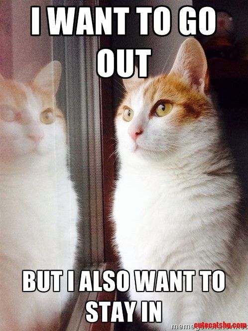 Top-30-Funny-Cat-Memes-Humor-quotes.jpg