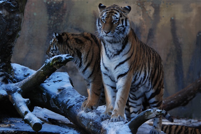 jcs-panthera-tigris-altaica-46398.jpg