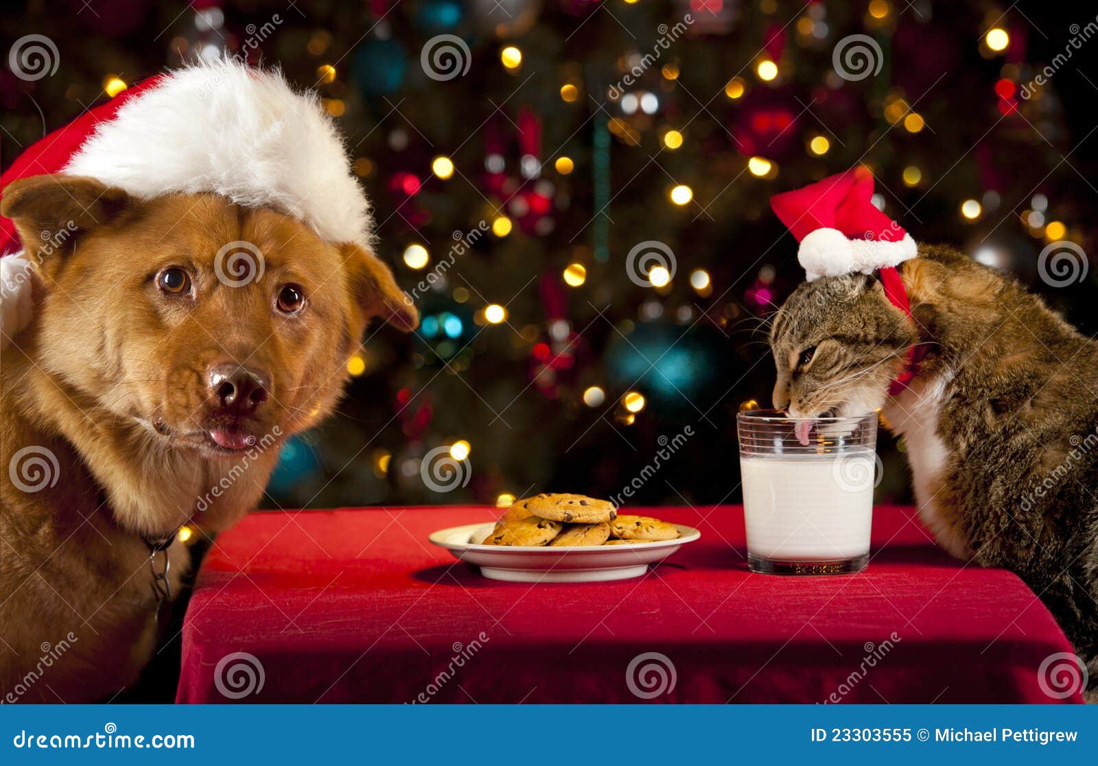 cat-dog-taking-over-santa-s-cookies-milk-23303555.jpg